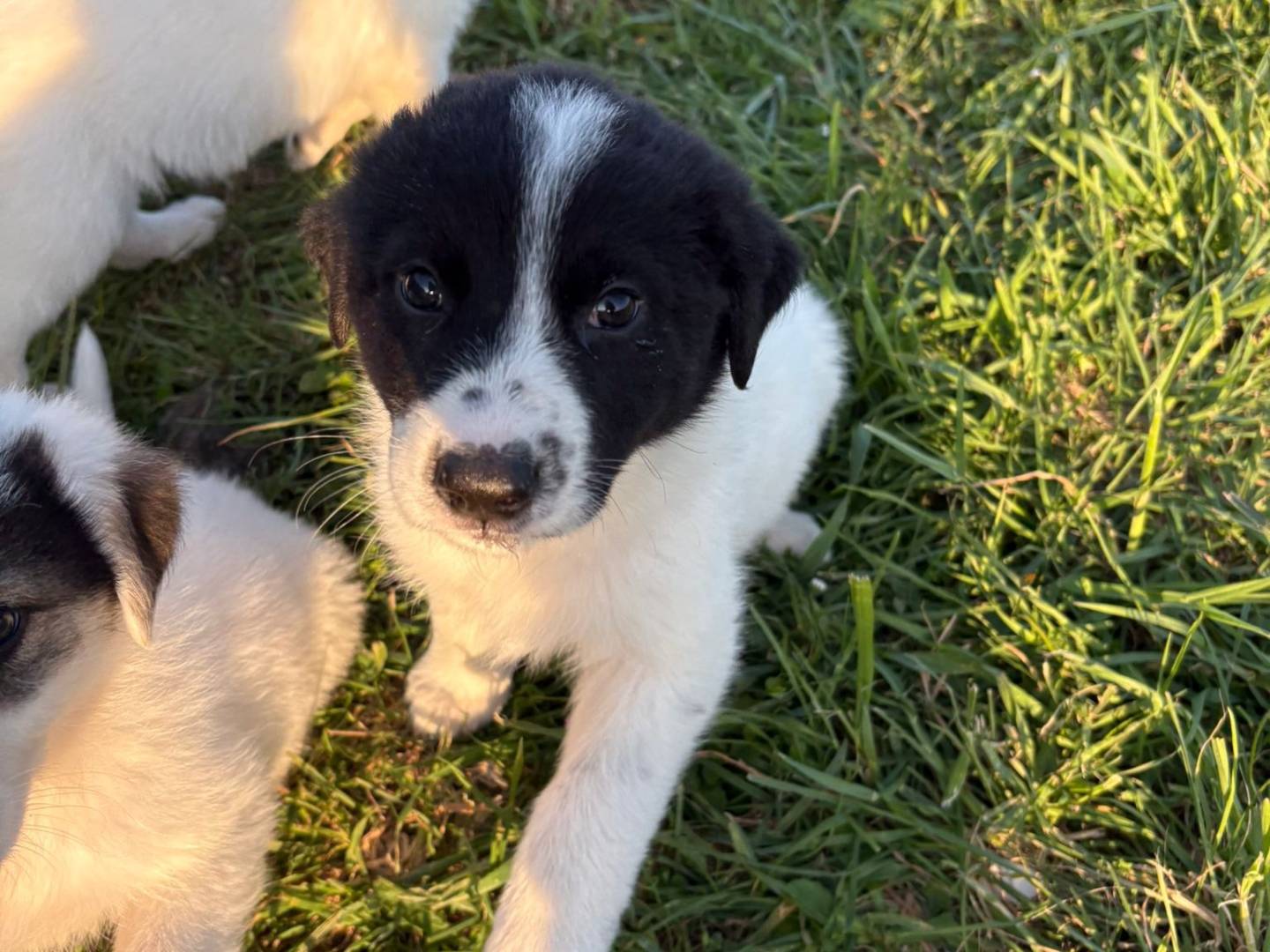 Adotta un cane, taglia media, femmina, Potenza