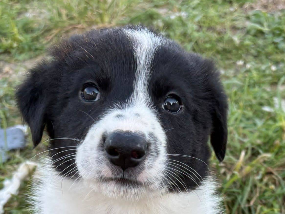 Vuoi adottare un cane a Potenza?