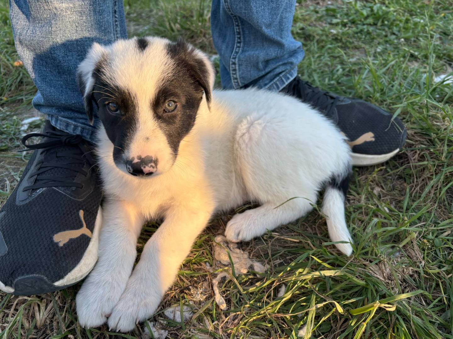 Adotta il cane Trudy a Potenza