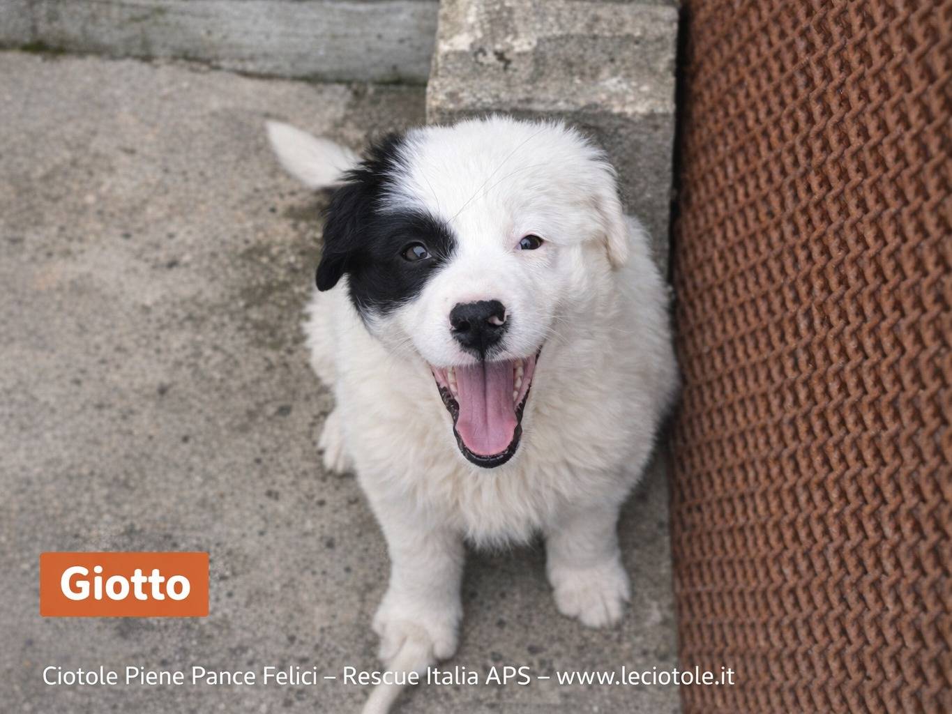 Adozione cane, maschio, Razza sconosciuta Razza sconosciuta, 3 mesi, taglia piccola, Avellino