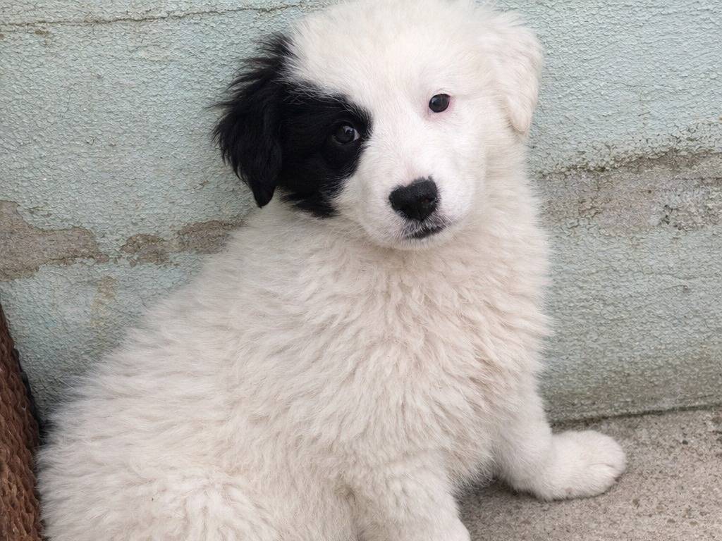 Adotta un cane, maschio, 3 mesi, Avellino