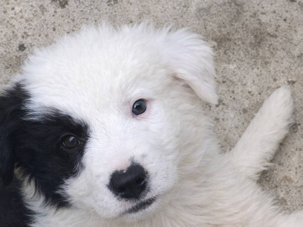 Adotta un cane, taglia piccola, maschio, Avellino
