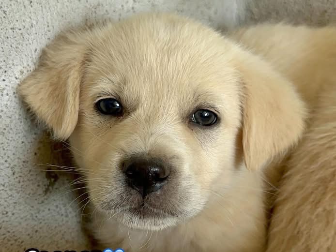 Adotta un cane, maschio, 2 mesi, Milano
