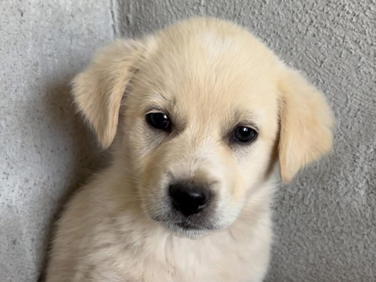 Adozione cane, maschio, Razza sconosciuta Razza sconosciuta, 2 mesi, taglia media, Milano