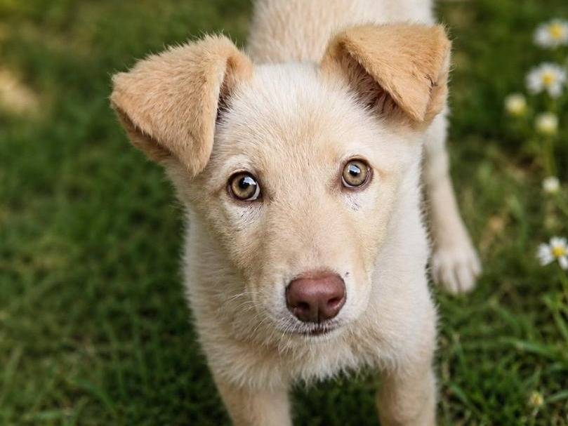 Adozione cane, femmina, Razza sconosciuta Razza sconosciuta, 3 mesi, taglia media, Lodi