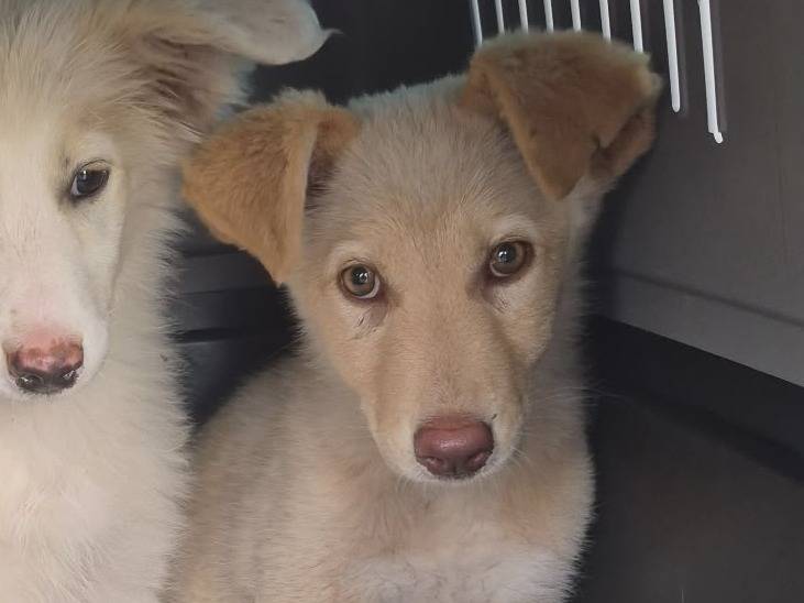 Adotta un cane, femmina, 3 mesi, Lodi