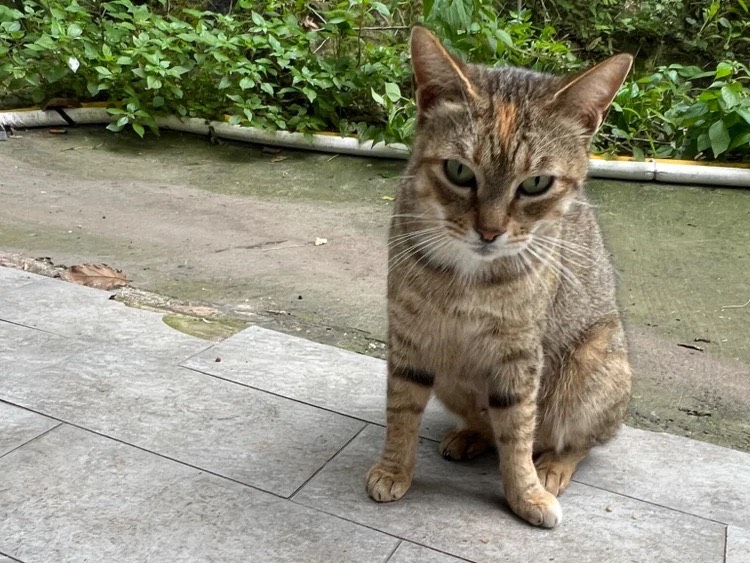 Adozione gatto, femmina, Razza sconosciuta Razza sconosciuta, 1 anno e 10 mesi, taglia non valida, Napoli