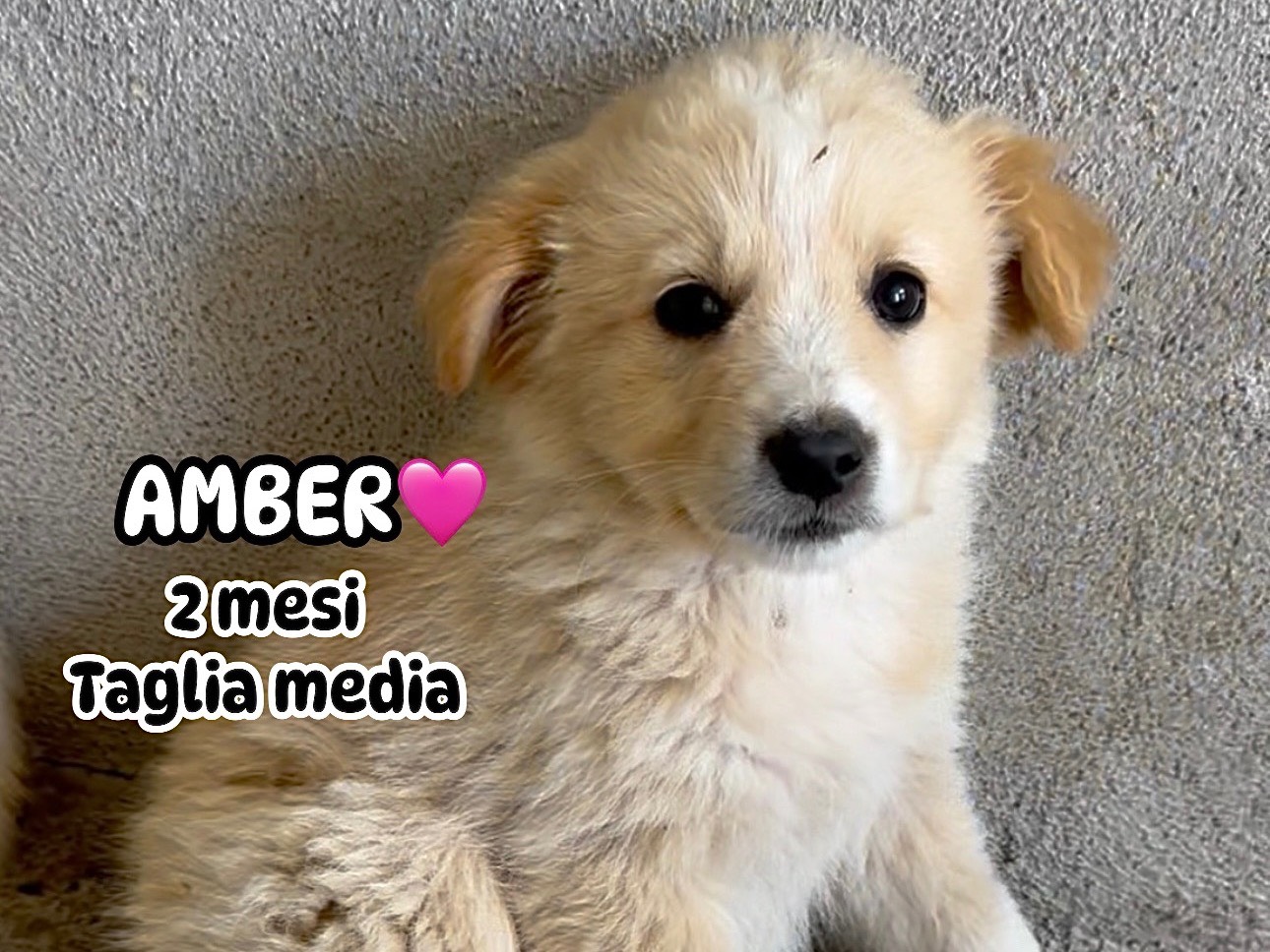 Adozione cane, femmina, Razza sconosciuta Razza sconosciuta, 2 mesi, taglia media, Roma