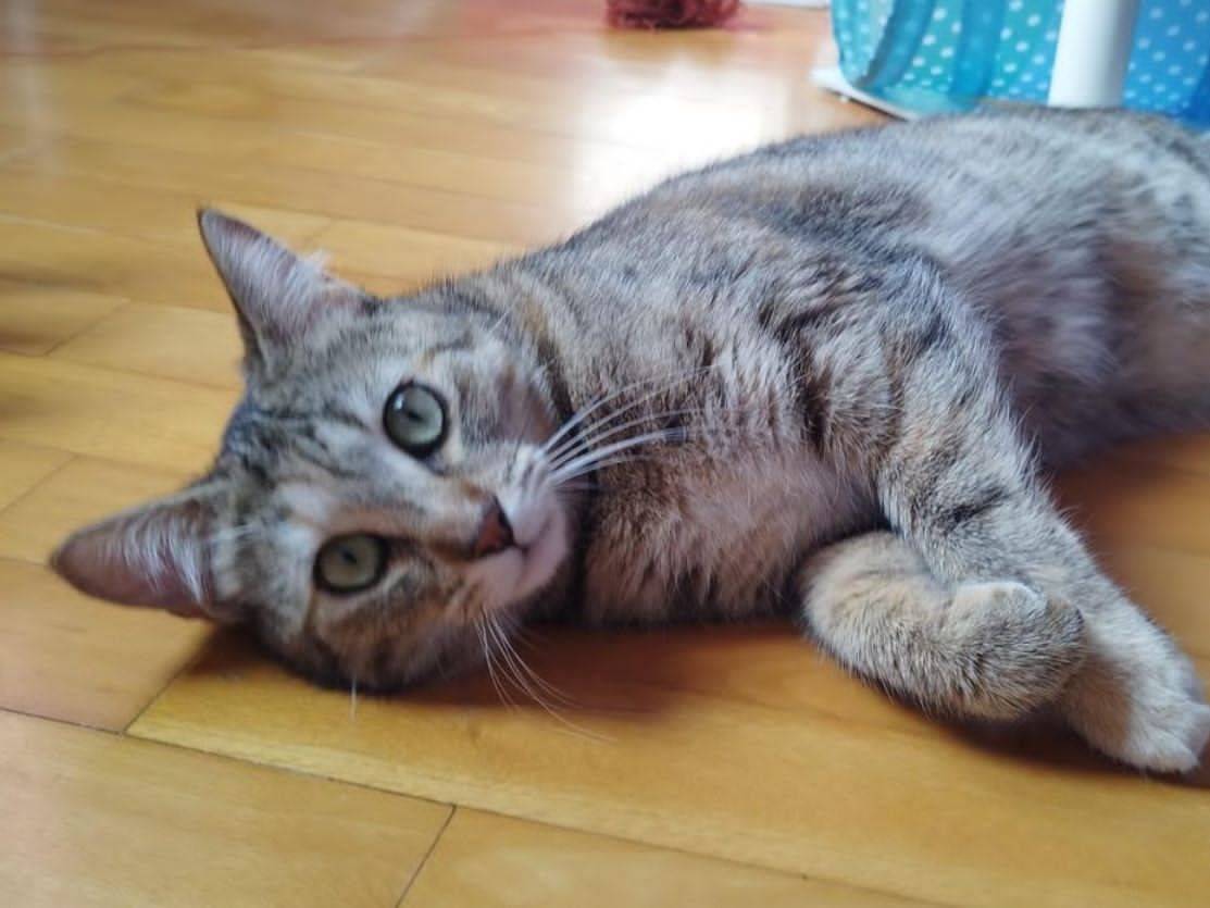 Adotta un gatto, femmina, 10 mesi, Torino
