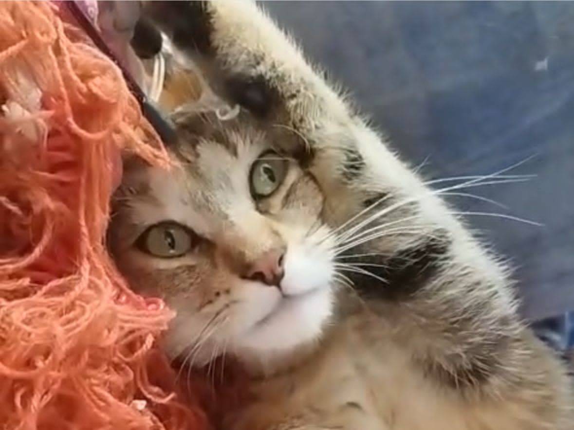 Adotta un gatto, taglia non valida, femmina, Torino