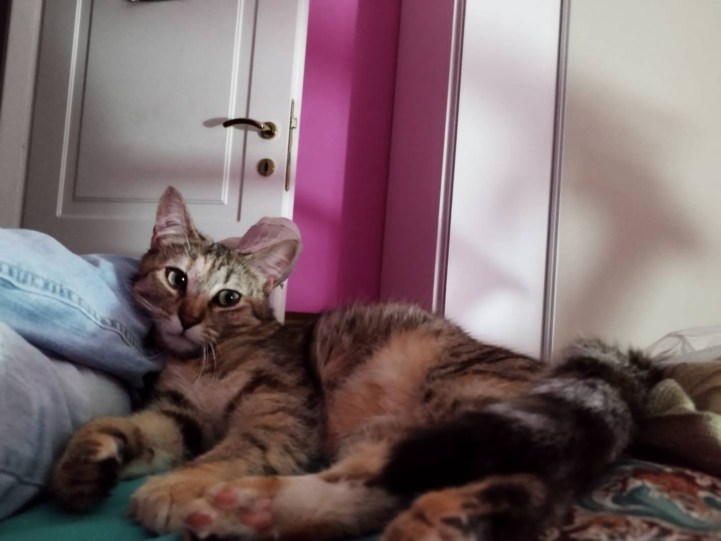 Vuoi adottare un gatto a Torino?