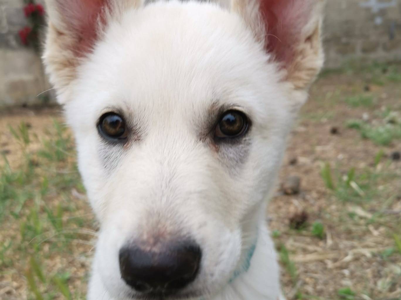 Adozione cane, femmina, Pastore svizzero Razza sconosciuta, 3 mesi, taglia media, Taranto