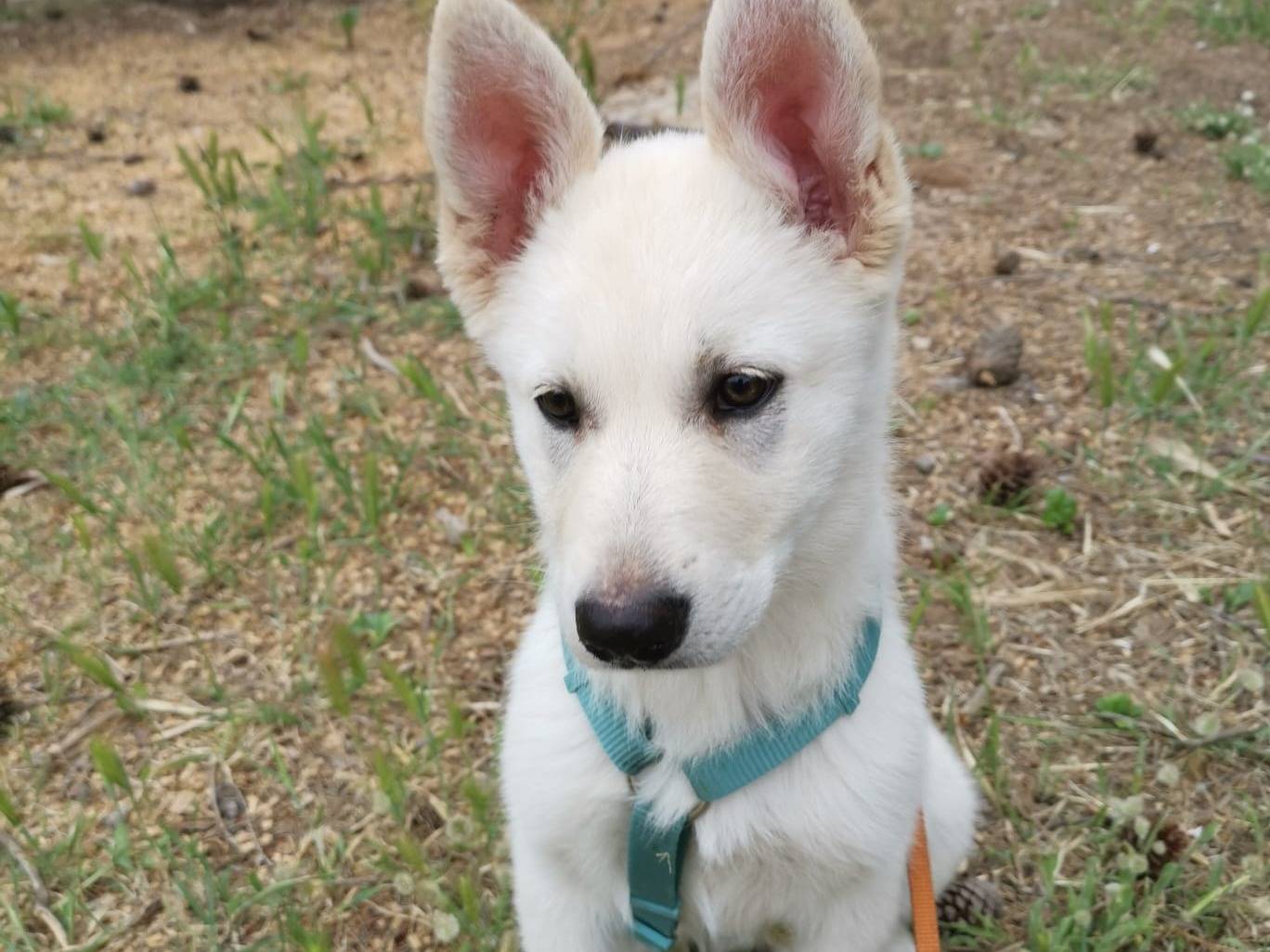 Adotta un cane, femmina, 3 mesi, Taranto