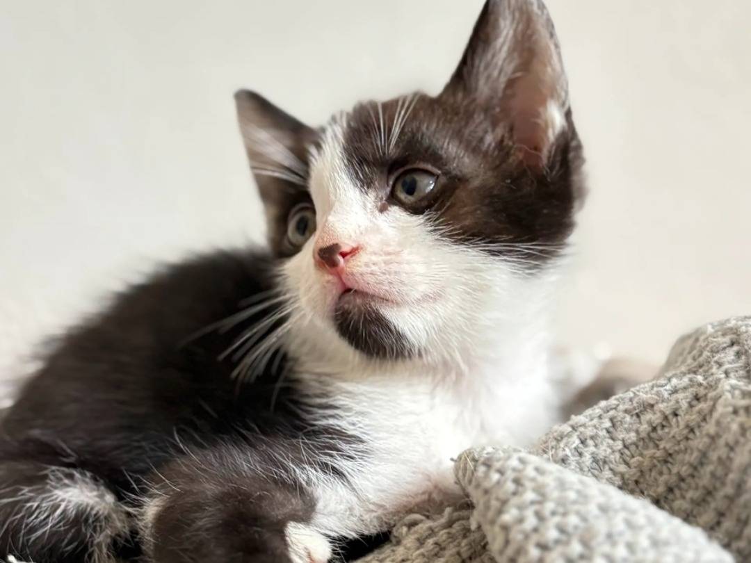 Adozione gatto, femmina, Razza sconosciuta Razza sconosciuta, 2 mesi, taglia non valida, Taranto