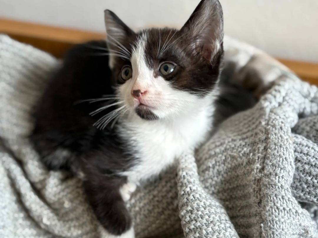 Adotta un gatto, femmina, 2 mesi, Taranto