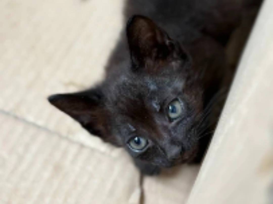 Adozione gatto, femmina, Razza sconosciuta Razza sconosciuta, 2 mesi, taglia non valida, Taranto