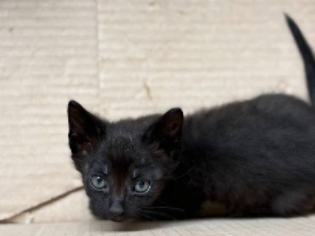 Adotta un gatto, femmina, 2 mesi, Taranto