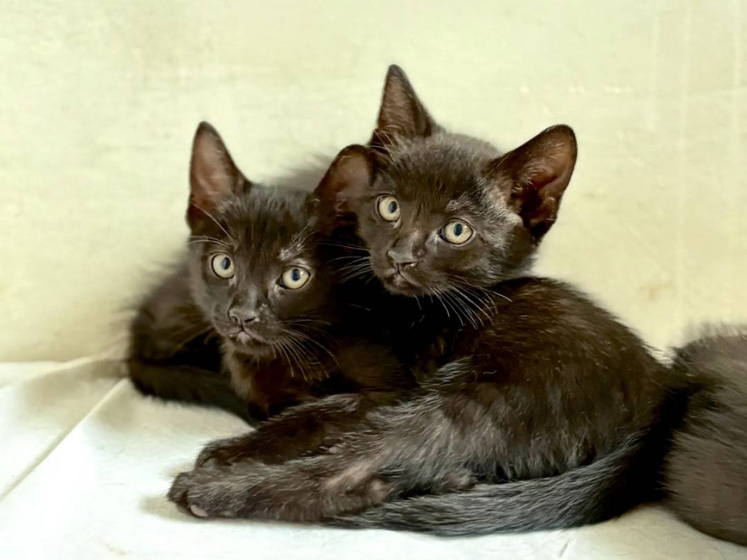 Adotta un gatto, maschio, 2 mesi, Taranto