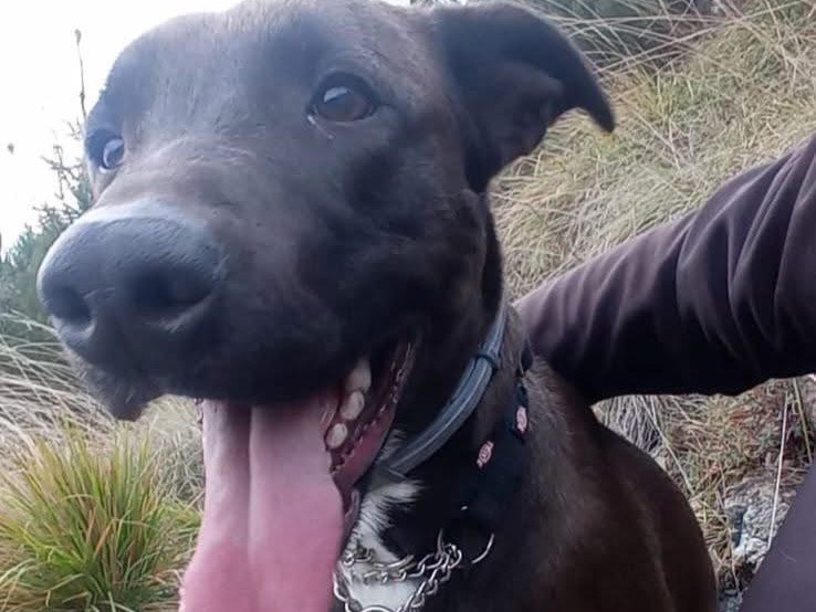 Adozione cane, maschio, Pitbull Razza sconosciuta, 2 anni e 4 mesi, taglia media, Genova