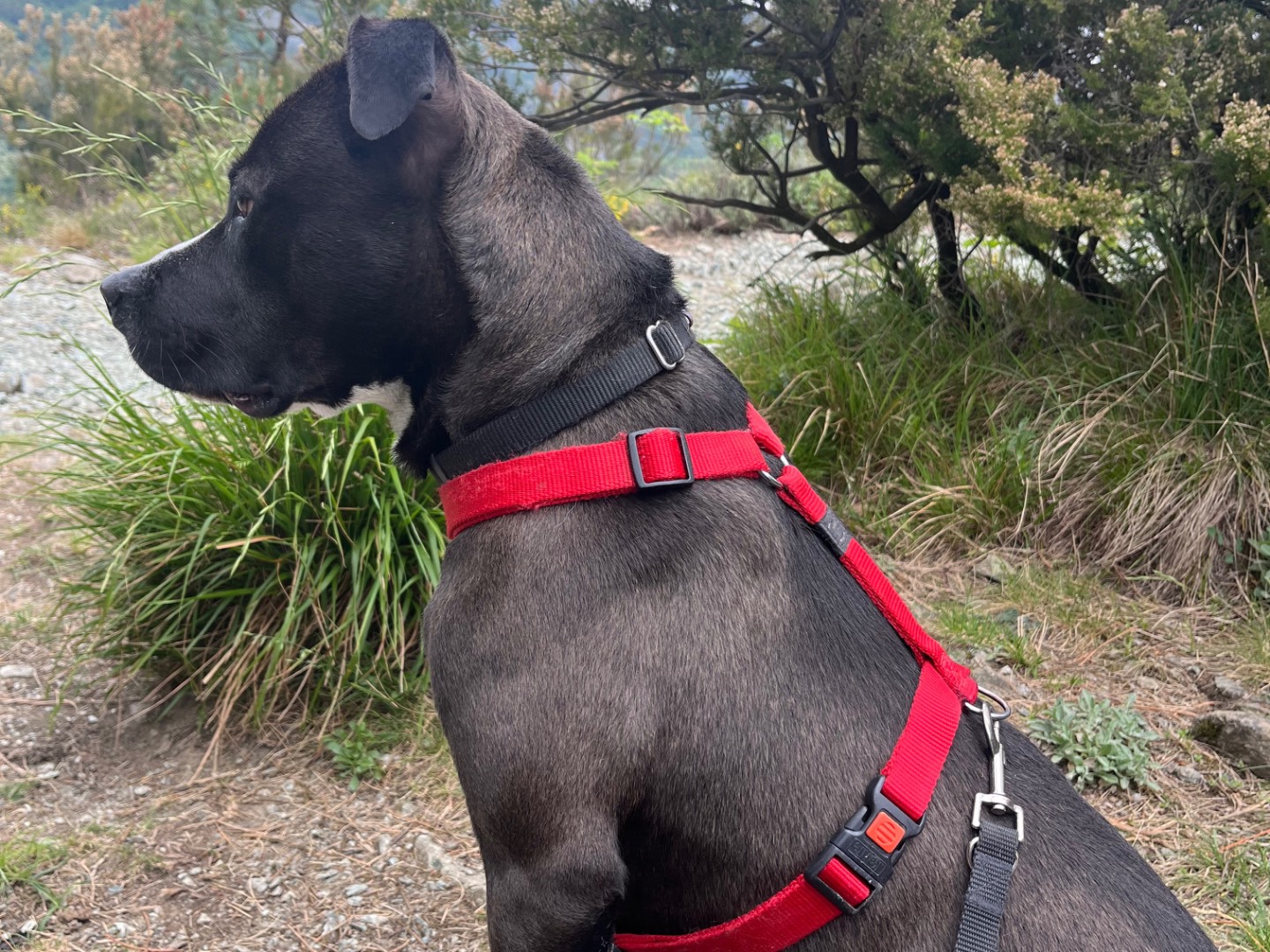 Adozione cane, maschio, Pitbull Razza sconosciuta, 2 anni e 4 mesi, taglia media, Genova