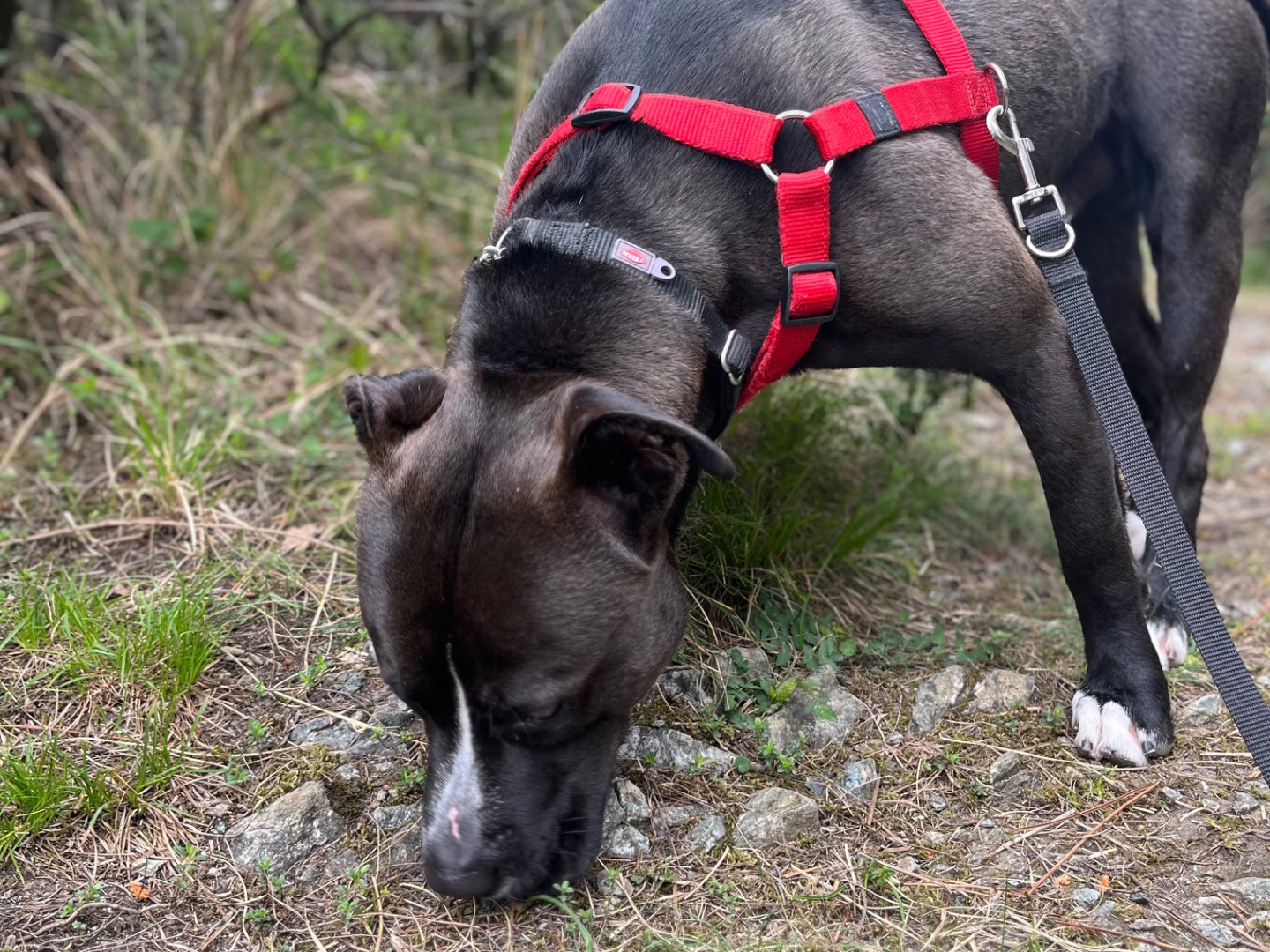 Adotta un cane, maschio, 2 anni e 4 mesi, Genova