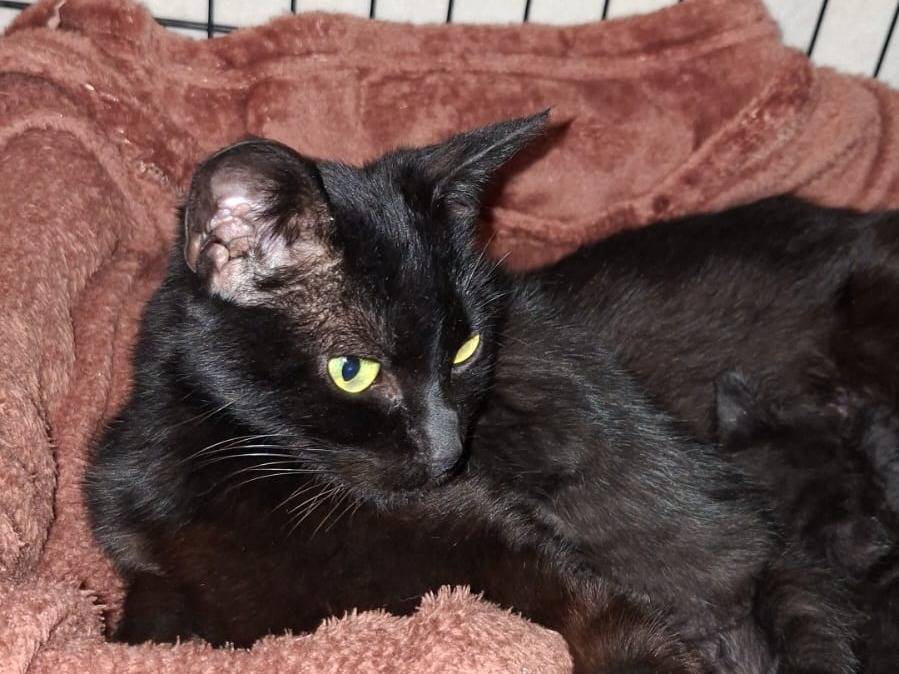 Adozione gatto, femmina, Razza sconosciuta Razza sconosciuta, 1 anno e 6 mesi, taglia non valida, Ravenna