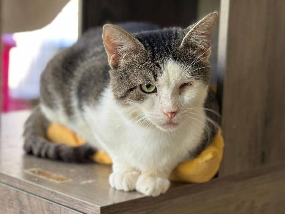 Adozione gatto, maschio, Razza sconosciuta Razza sconosciuta, 11 anni e 4 mesi, taglia non valida, Genova