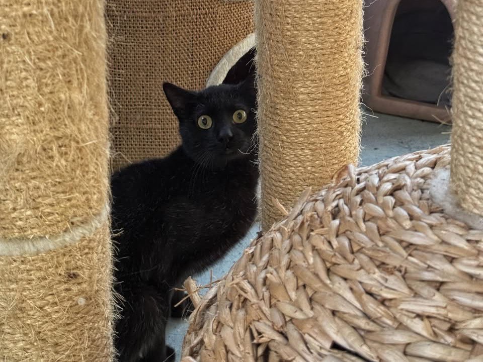 Adozione gatto, maschio, Razza sconosciuta Razza sconosciuta, 3 anni e 4 mesi, taglia non valida, Genova