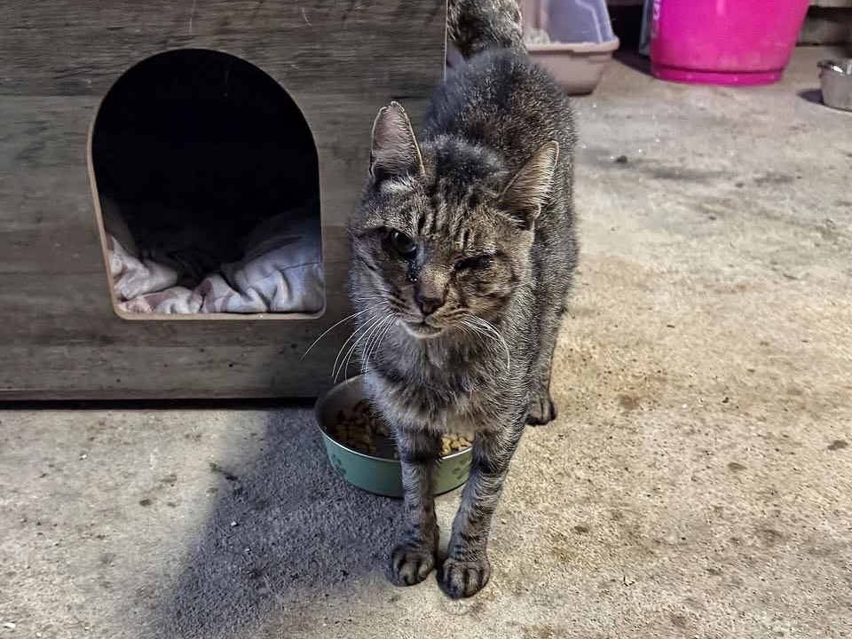 Adozione gatto, femmina, Razza sconosciuta Razza sconosciuta, 10 anni e 4 mesi, taglia non valida, Genova