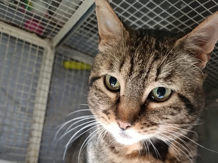 Adozione gatto, maschio, Razza sconosciuta Razza sconosciuta, 10 anni e 4 mesi, taglia non valida, Genova