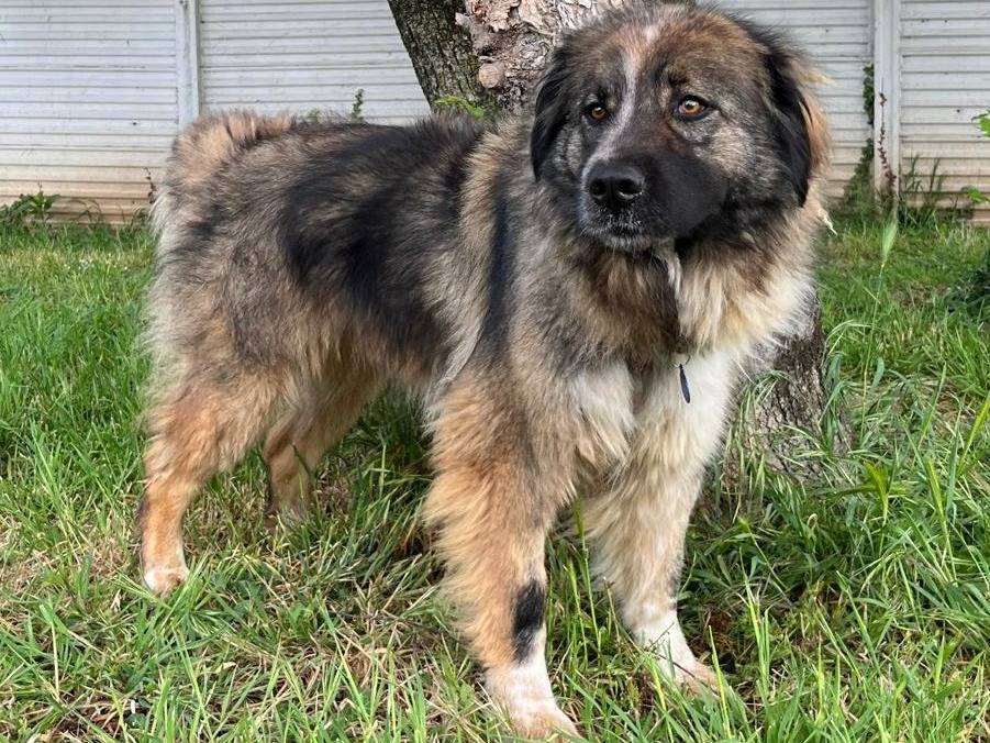 Adozione cane, femmina, Razza sconosciuta Razza sconosciuta, 3 anni e 4 mesi, taglia grande, Milano