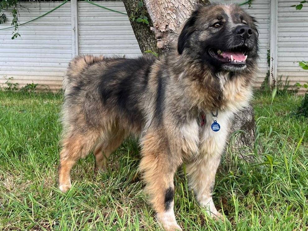 Adotta un cane, femmina, 3 anni e 4 mesi, Milano