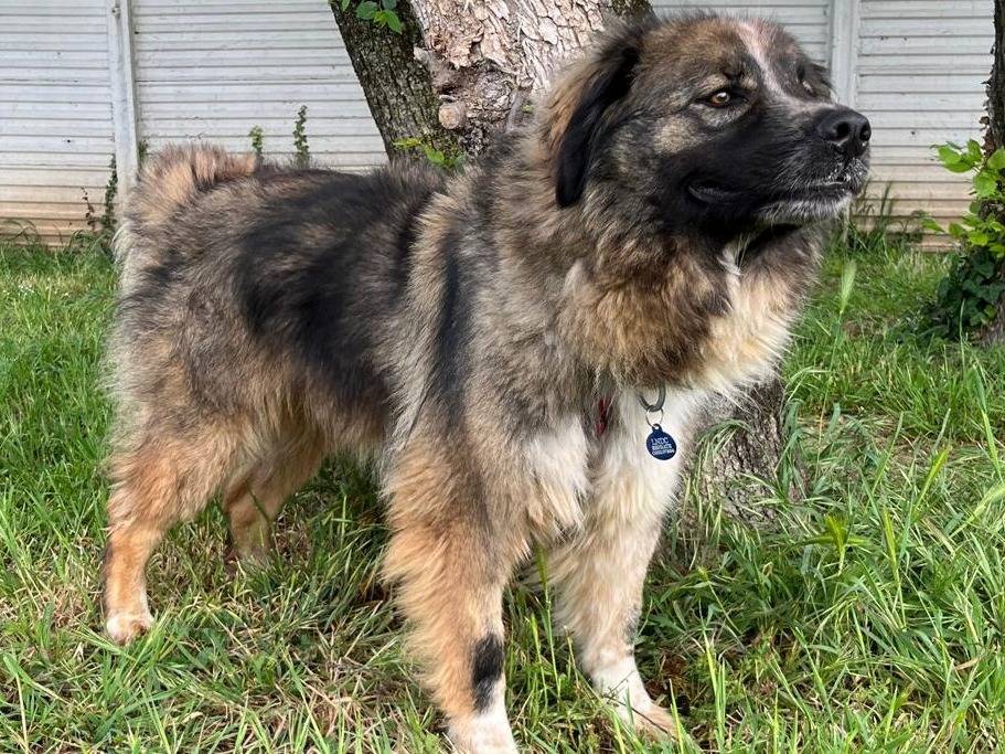 Adotta un cane, taglia grande, femmina, Milano