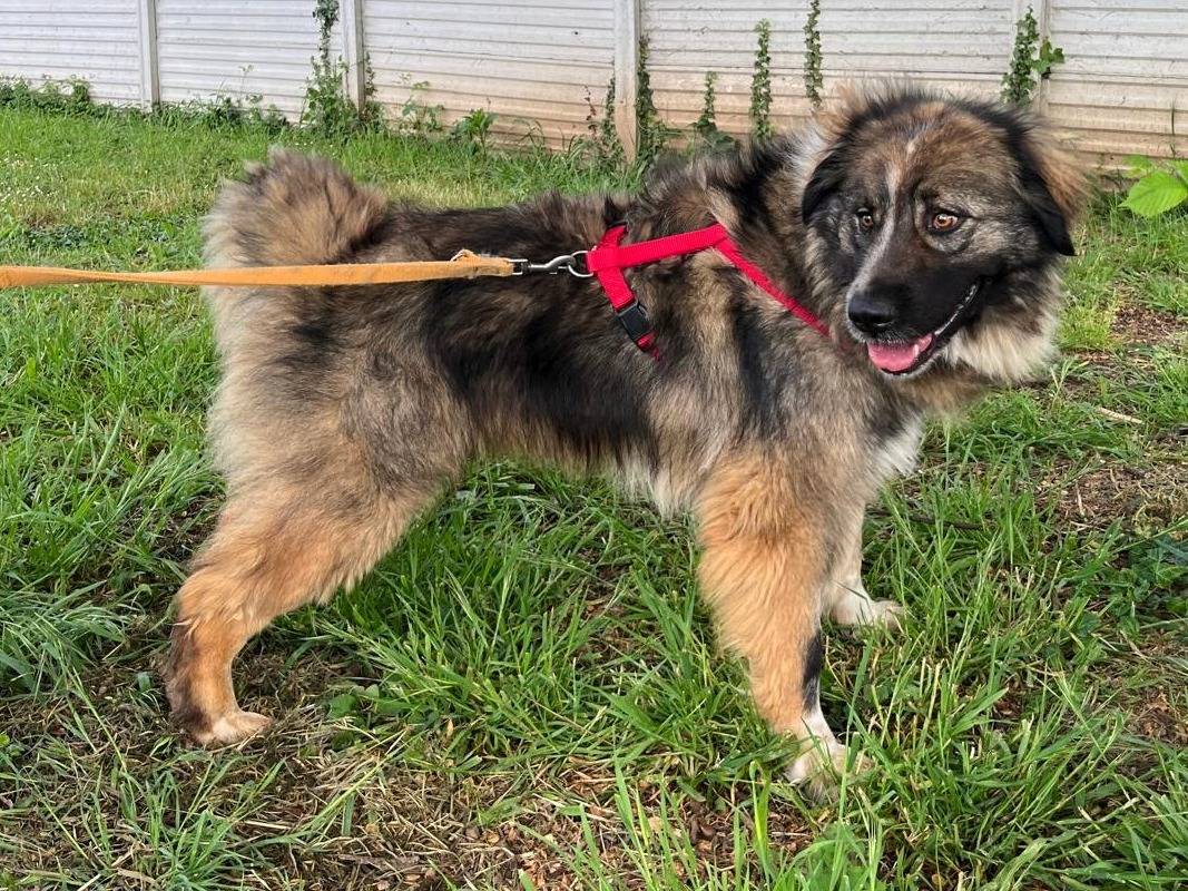 Vuoi adottare un cane a Milano?