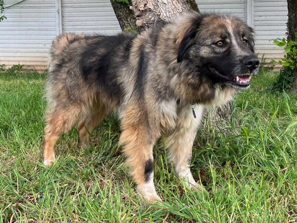 Adotta il cane PRUGNA a Milano