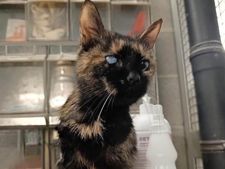 Adozione gatto, femmina, Razza sconosciuta Razza sconosciuta, 10 anni e 4 mesi, taglia non valida, Genova
