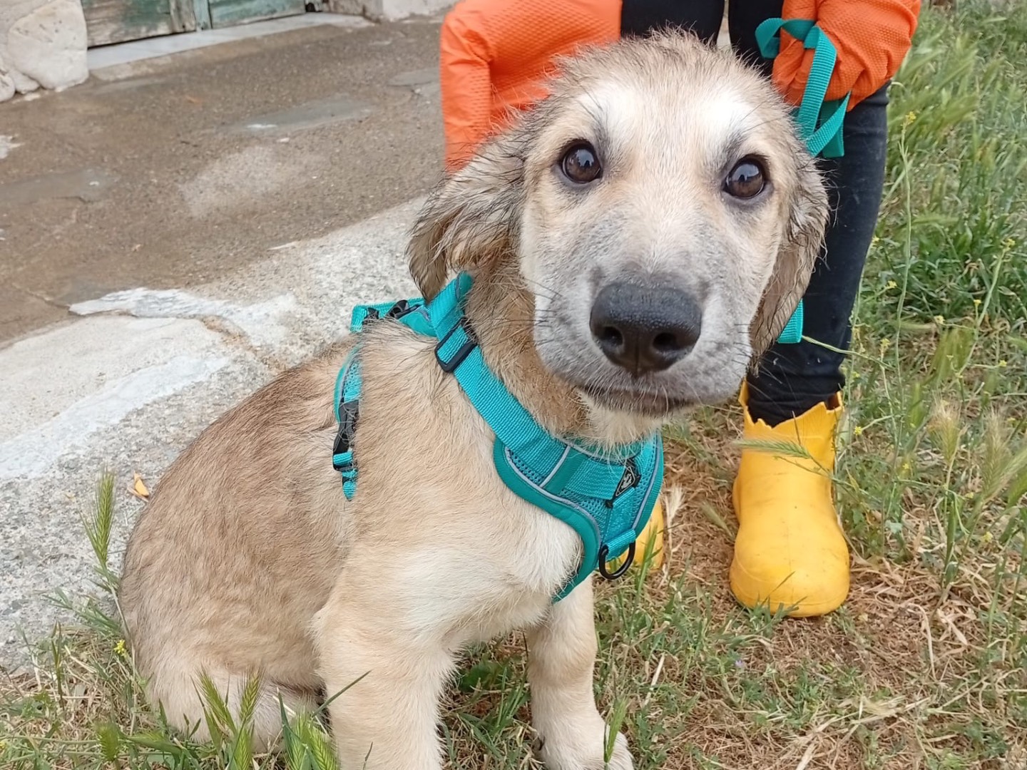 Adozione cane, maschio, Razza sconosciuta Razza sconosciuta, 4 mesi, taglia grande, Crotone