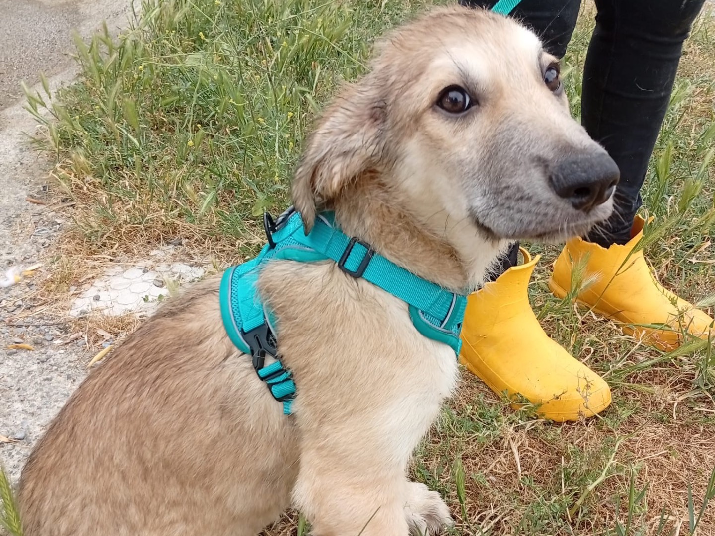 Adotta un cane, maschio, 4 mesi, Crotone