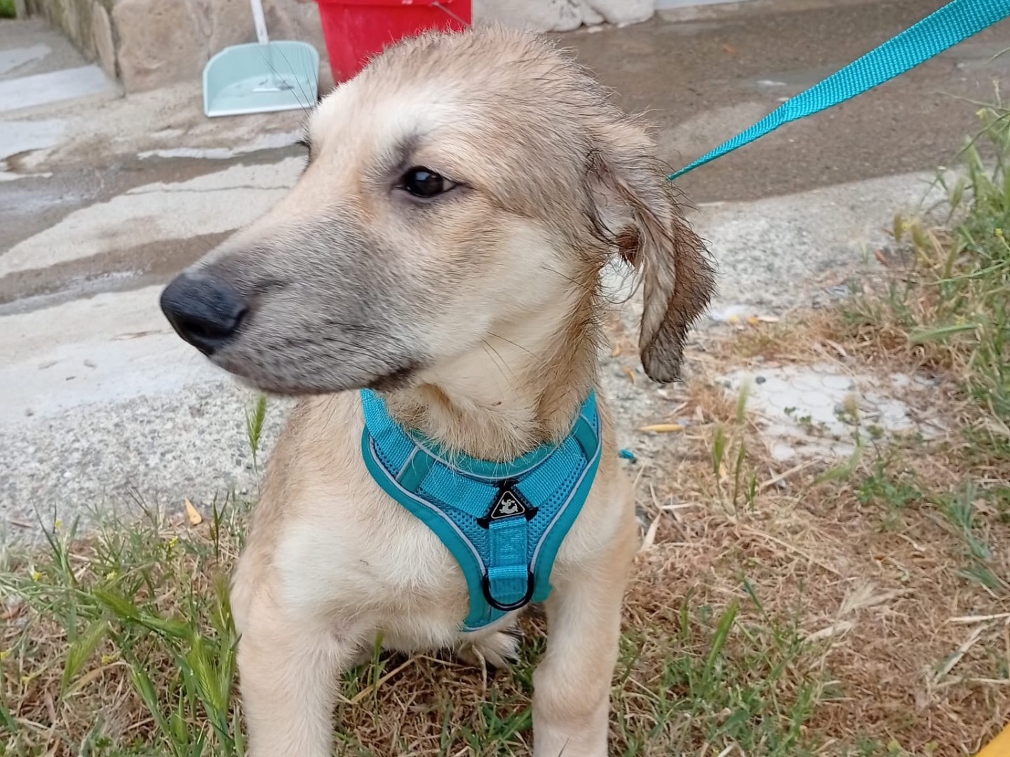 Adotta un cane, taglia grande, maschio, Crotone