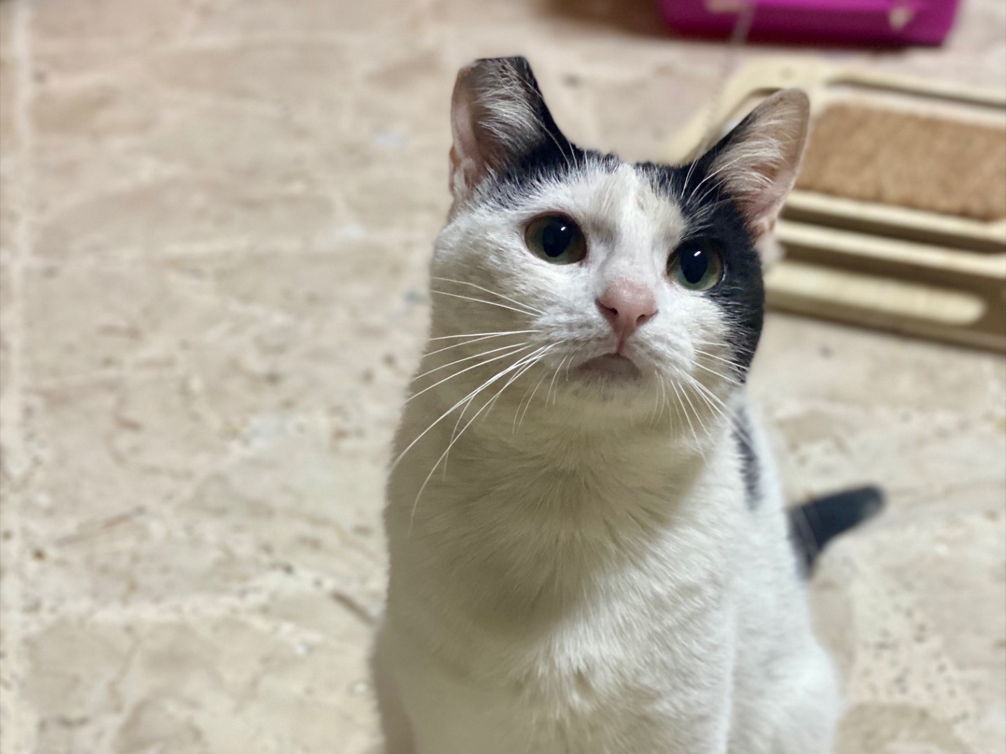 Adozione gatto, femmina, Razza sconosciuta Razza sconosciuta, 11 mesi, taglia non valida, Taranto