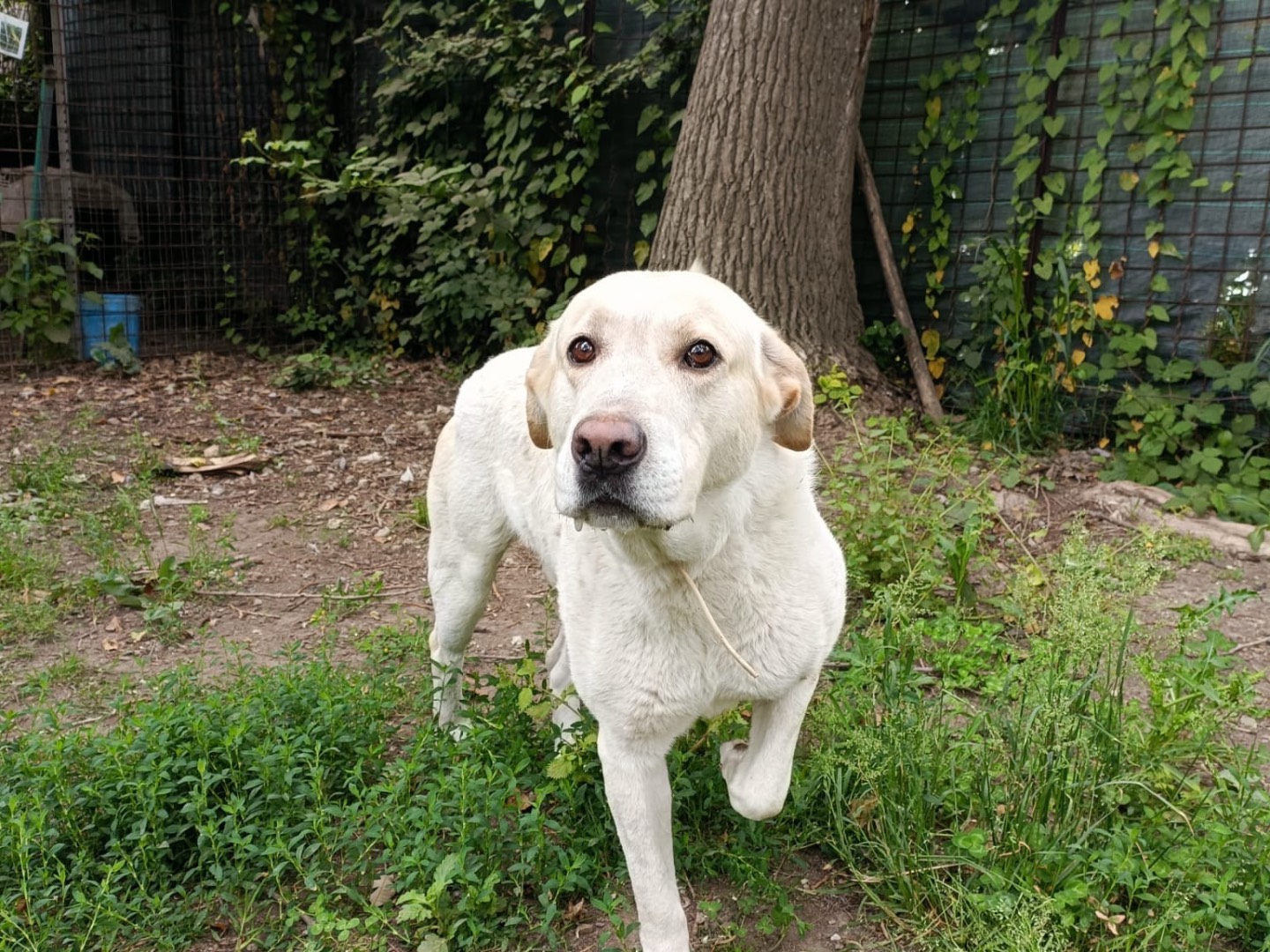 Adotta un cane, maschio, 3 anni, Napoli