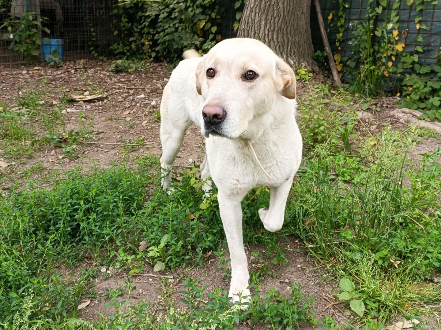 Adotta un cane, taglia media, maschio, Napoli