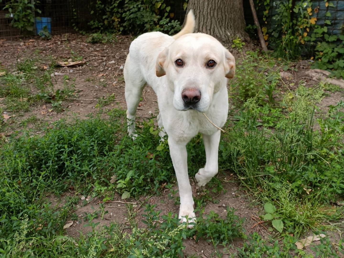 Vuoi adottare un cane a Napoli?
