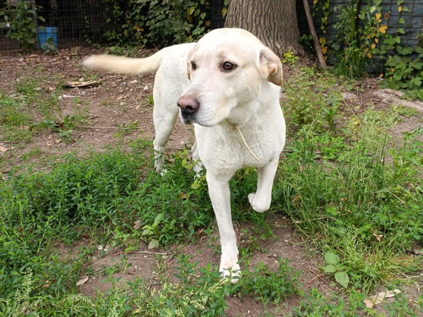 Adozione cane, maschio, Razza sconosciuta Razza sconosciuta, 3 anni, taglia media, Napoli