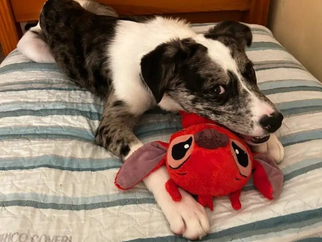 Adozione cane, maschio, Border Collie Setter Inglese, 4 mesi, taglia media, Catania