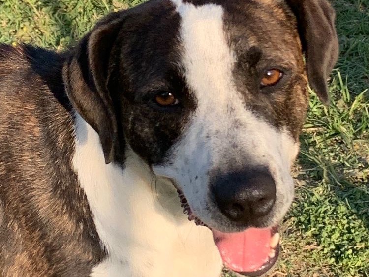 Adotta un cane, femmina, 3 anni e 11 mesi, Firenze