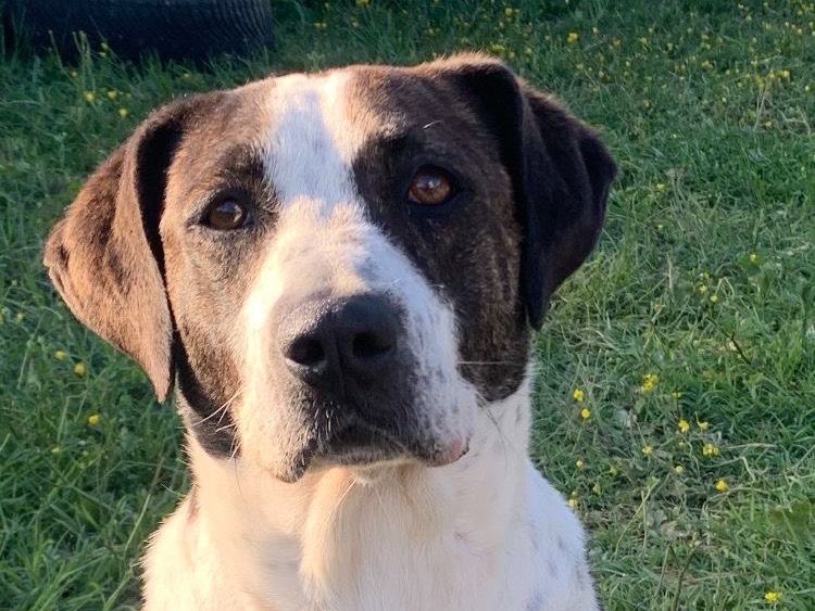 Adozione cane, femmina, Pitbull Razza sconosciuta, 3 anni e 11 mesi, taglia media, Firenze