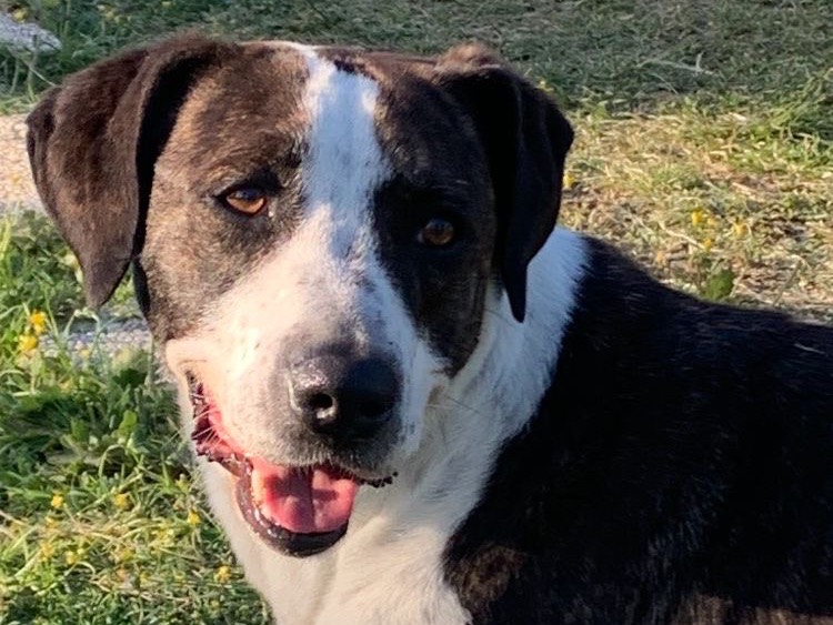 Adotta un cane, taglia media, femmina, Firenze