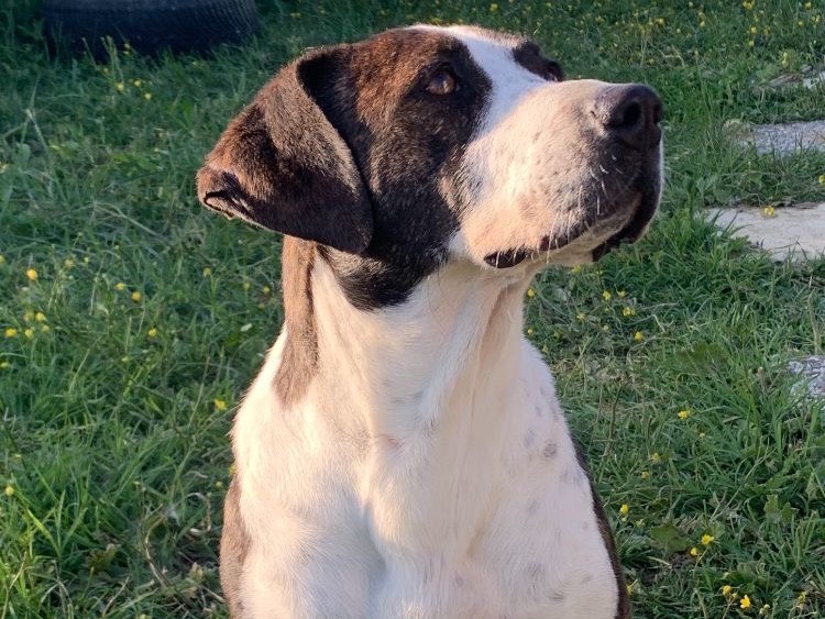 Vuoi adottare un cane a Firenze?