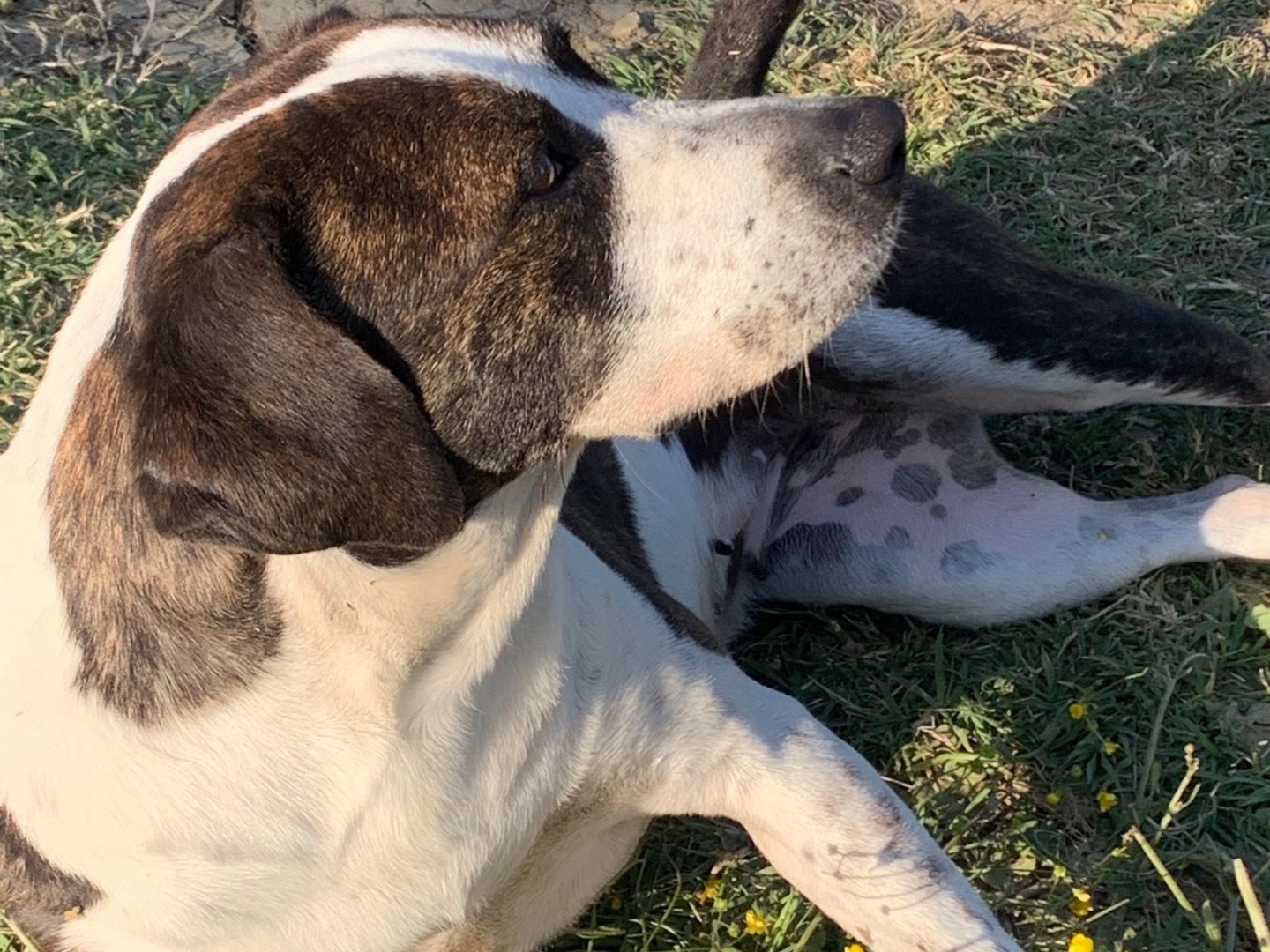 Adotta il cane Gaia a Firenze